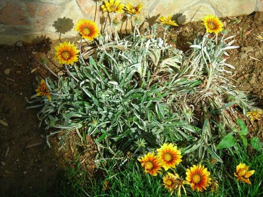 Name:  DSCN1745.jpg
Views: 1061
Size:  72.4 KB