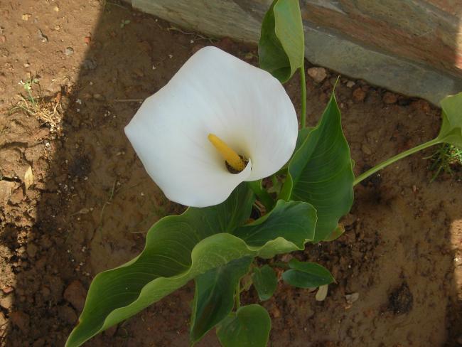 Name:  DSCN1748.jpg
Views: 1066
Size:  46.0 KB