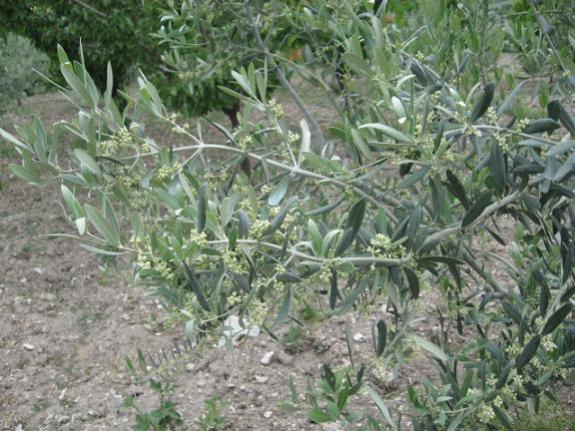 Name:  zeytin iek 1.jpg
Views: 1671
Size:  57.9 KB