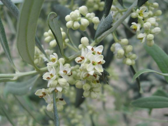 Name:  zeytin iek.JPG
Views: 2627
Size:  39.1 KB