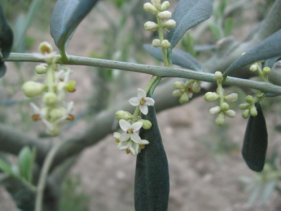 Name:  zeytin iek 2.JPG
Views: 1775
Size:  35.6 KB