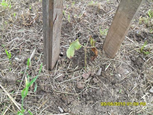 Name:  Resim 783.jpg
Views: 1004
Size:  73.5 KB