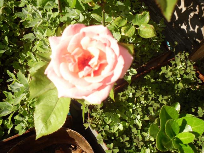 Name:  SDC10690 copy.jpg
Views: 866
Size:  70.0 KB