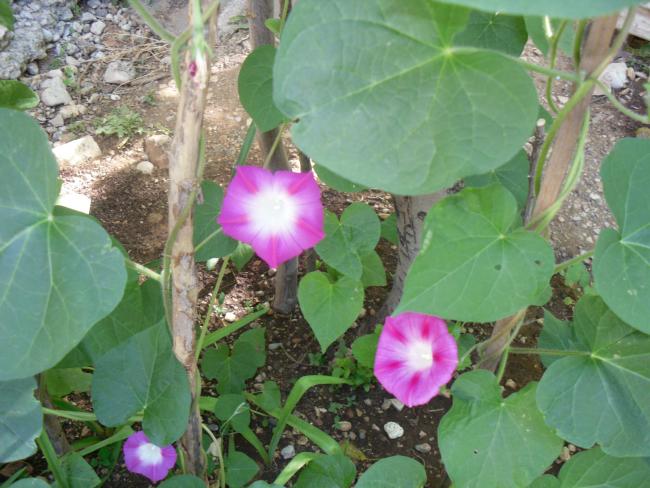 Name:  SDC10691 copy.jpg
Views: 875
Size:  53.7 KB