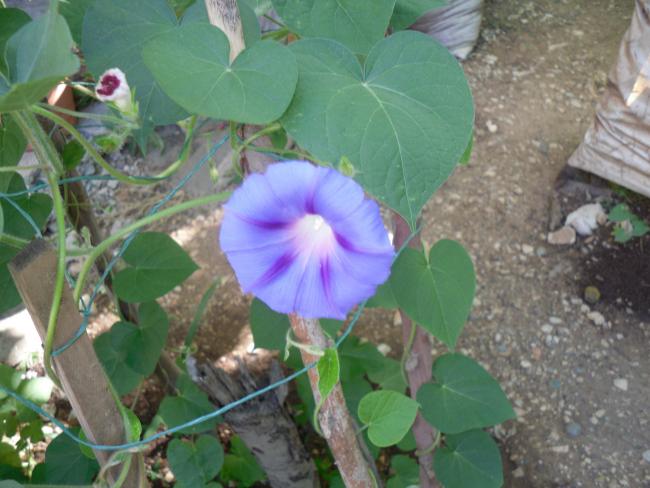 Name:  SDC10692 copy.jpg
Views: 842
Size:  47.1 KB