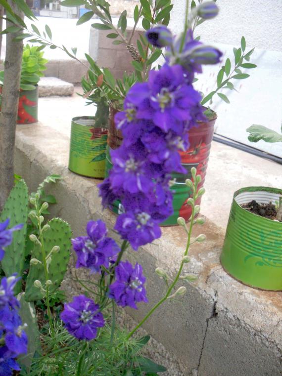 Name:  SDC10707 copy.jpg
Views: 897
Size:  73.5 KB