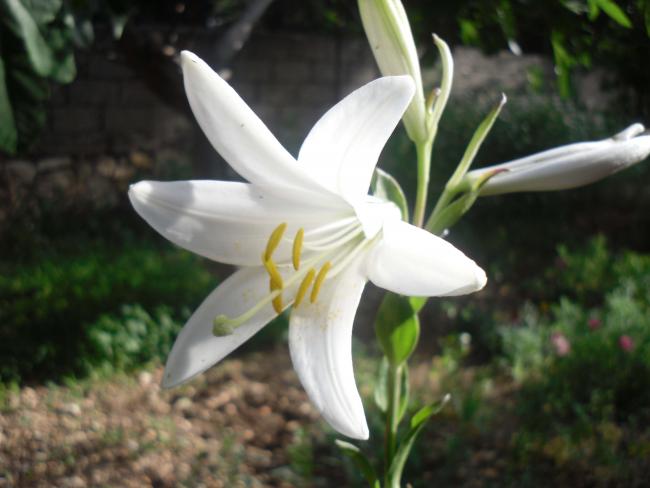 Name:  SDC10708 copy.jpg
Views: 822
Size:  34.6 KB