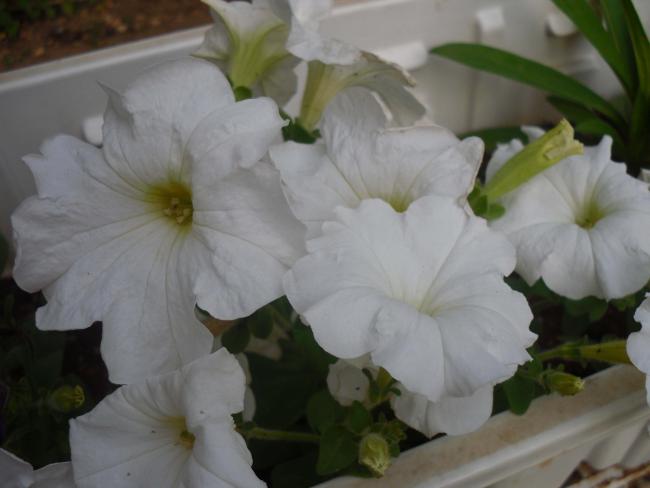 Name:  SDC10709 copy.jpg
Views: 798
Size:  29.2 KB