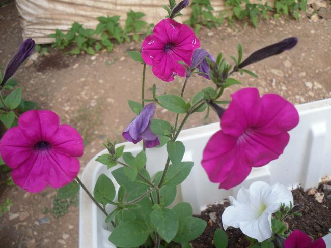 Name:  SDC10711 copy.jpg
Views: 802
Size:  46.5 KB