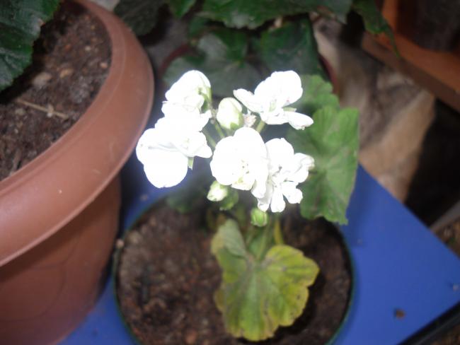 Name:  SDC10712 copy.jpg
Views: 772
Size:  29.3 KB