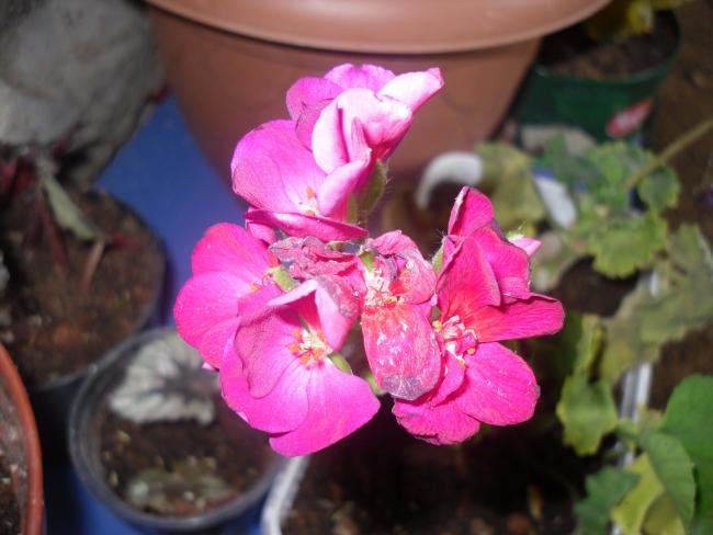 Name:  SDC10713 copy.jpg
Views: 772
Size:  39.4 KB