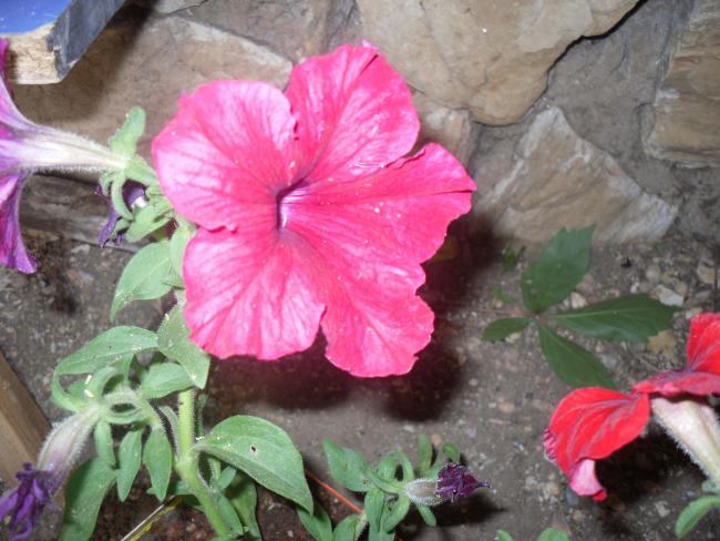 Name:  SDC10715 copy.jpg
Views: 776
Size:  53.2 KB
