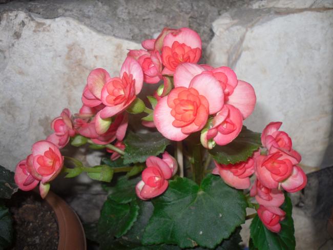 Name:  SDC10717 copy.jpg
Views: 781
Size:  43.6 KB