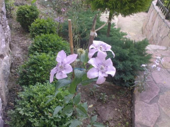 Name:  clematis 2009.jpg
Views: 636
Size:  62.0 KB