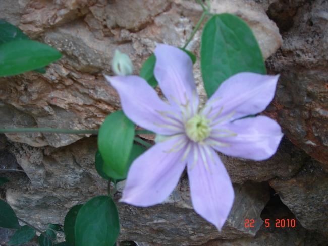 Name:  DSC9854.jpg
Views: 628
Size:  43.6 KB