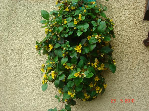 Name:  DSC9936.jpg
Views: 753
Size:  70.4 KB