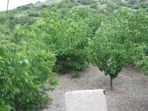 Name:  st bahe.jpg
Views: 1597
Size:  55.2 KB