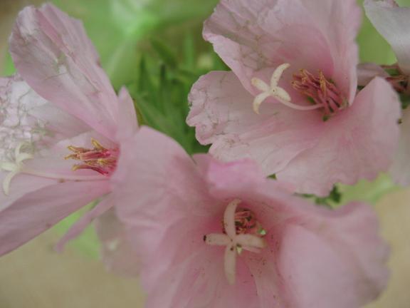 Name:  pembe  2.JPG
Views: 1556
Size:  27.0 KB