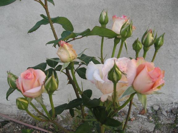 Name:  a pembe gl.JPG
Views: 3756
Size:  48.0 KB