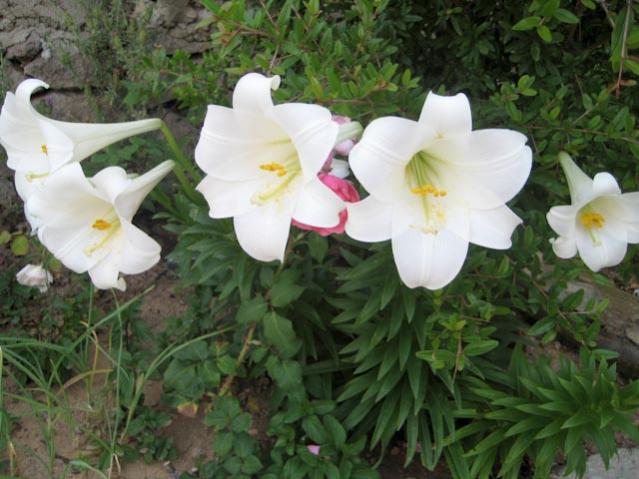 Name:  IMG_2373.jpg
Views: 937
Size:  50.2 KB