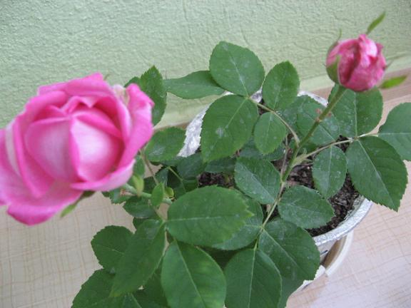 Name:  saksda gl.JPG
Views: 5114
Size:  43.7 KB