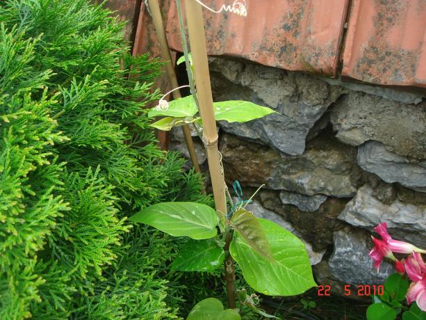 Name:  DSC9863.jpg
Views: 512
Size:  71.3 KB