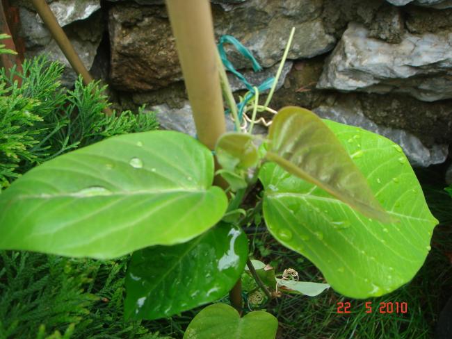 Name:  DSC9864.jpg
Views: 509
Size:  52.8 KB
