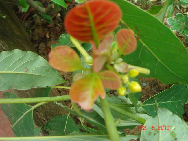 Name:  DSC09690.jpg
Views: 548
Size:  43.9 KB