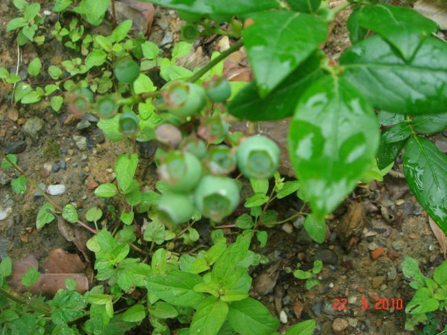 Name:  DSC09649.jpg
Views: 640
Size:  61.0 KB