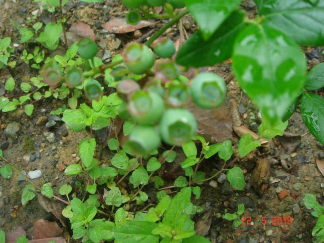 Name:  DSC09650.jpg
Views: 620
Size:  61.6 KB