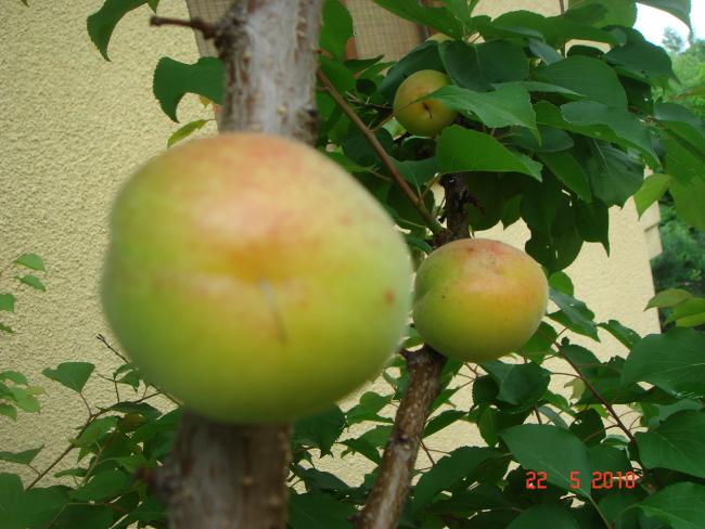 Name:  DSC9899.jpg
Views: 595
Size:  47.9 KB