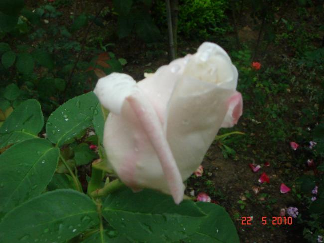 Name:  DSC9641.jpg
Views: 608
Size:  35.9 KB