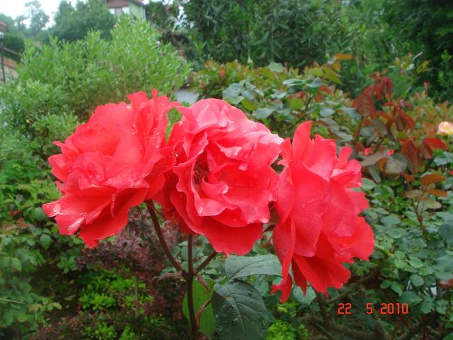 Name:  DSC09642.jpg
Views: 612
Size:  59.7 KB