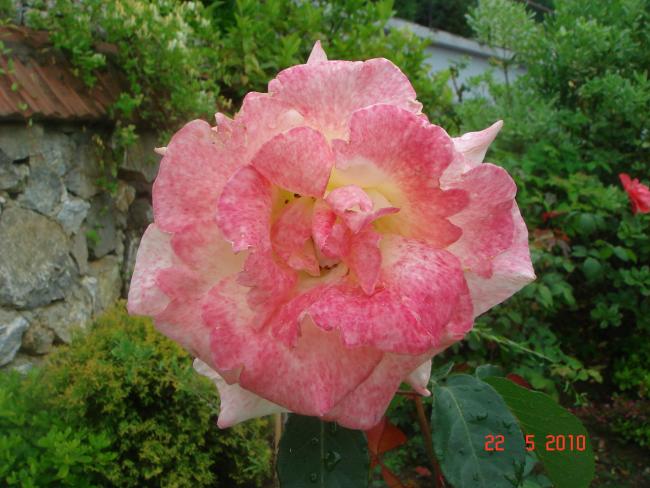 Name:  DSC09643.jpg
Views: 593
Size:  52.6 KB