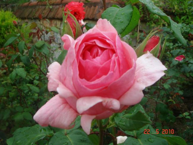 Name:  DSC09644.jpg
Views: 632
Size:  47.3 KB
