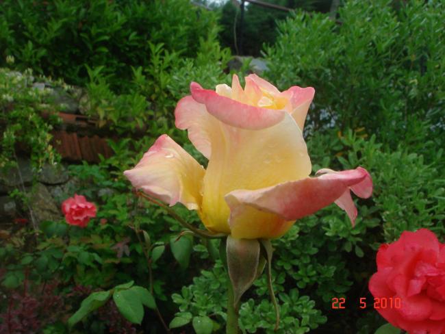 Name:  DSC09646.jpg
Views: 1205
Size:  48.3 KB