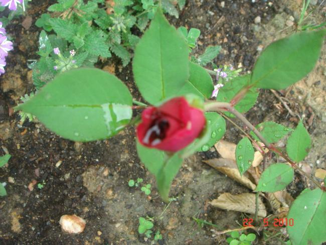 Name:  DSC09664.jpg
Views: 586
Size:  59.1 KB