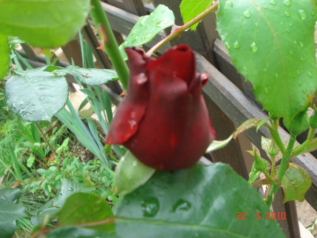 Name:  DSC9753.jpg
Views: 610
Size:  47.6 KB