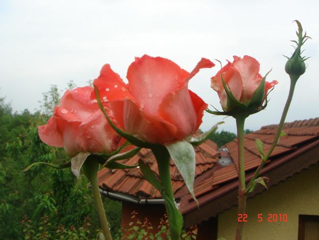 Name:  DSC9763.jpg
Views: 597
Size:  37.6 KB