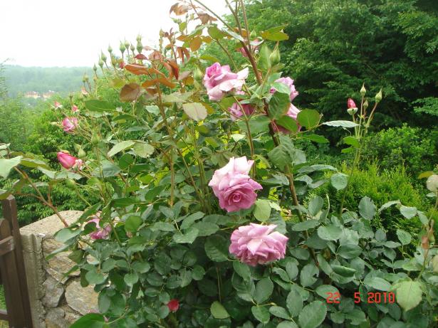 Name:  DSC9846.jpg
Views: 581
Size:  70.8 KB
