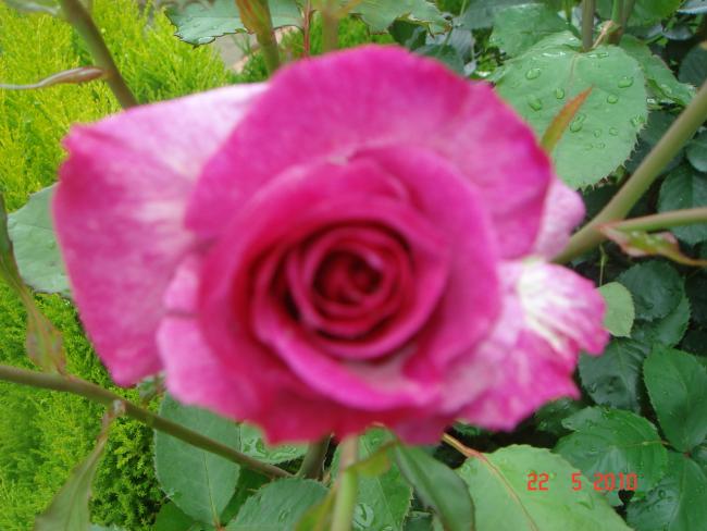 Name:  DSC9843.jpg
Views: 572
Size:  44.2 KB