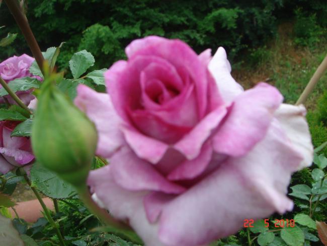 Name:  DSC9844.jpg
Views: 595
Size:  39.9 KB