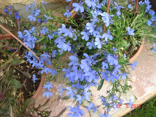 Name:  DSC9728.jpg
Views: 599
Size:  72.2 KB