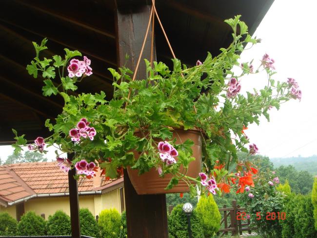 Name:  DSC9816.jpg
Views: 1052
Size:  65.6 KB