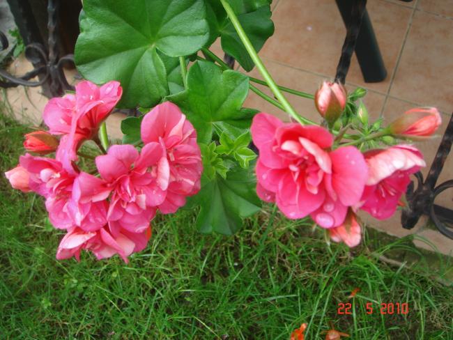 Name:  DSC9819.jpg
Views: 712
Size:  59.6 KB