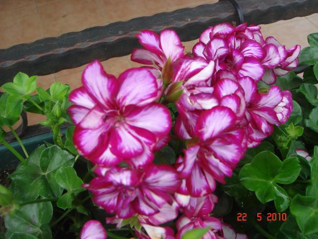 Name:  DSC9820.jpg
Views: 725
Size:  54.1 KB