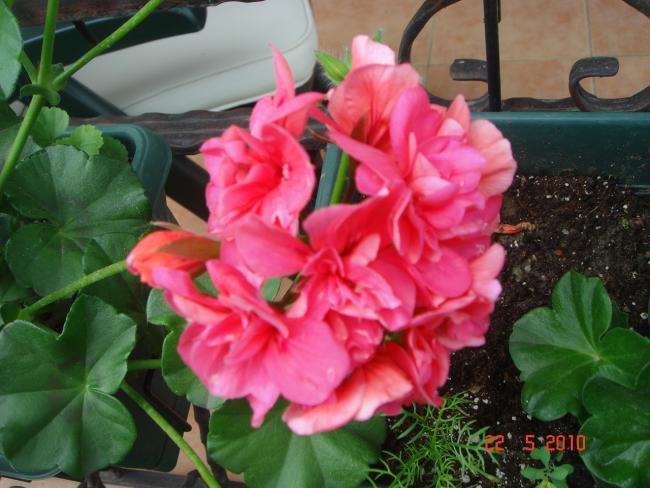 Name:  DSC9821.jpg
Views: 709
Size:  49.4 KB