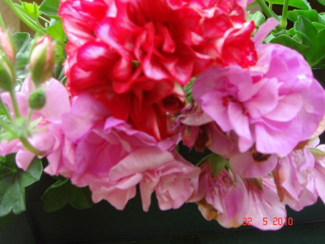 Name:  DSC9823.jpg
Views: 710
Size:  41.2 KB