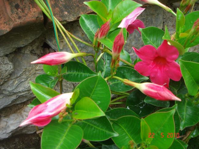 Name:  DSC9860.jpg
Views: 754
Size:  56.4 KB