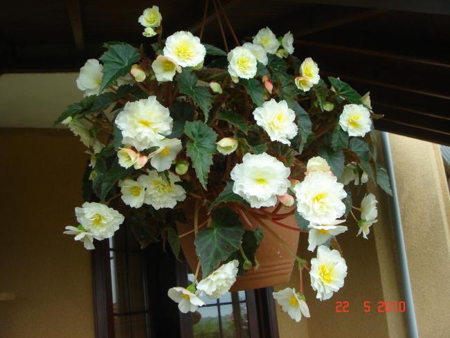 Name:  DSC9839.jpg
Views: 817
Size:  45.1 KB